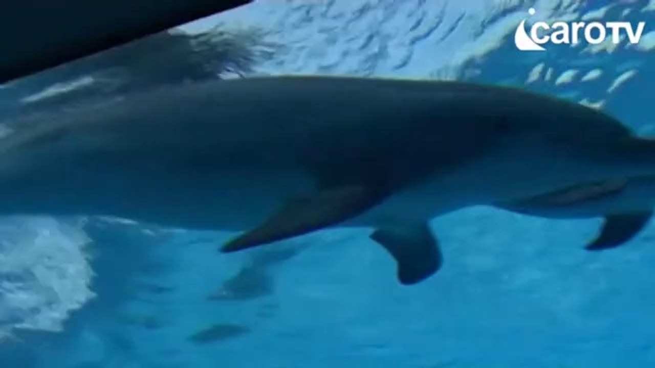 IcaroTv. Fiocco azzurro ad Oltremare: nasce un cucciolo di Tursiope