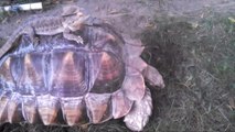 Lizard Wears Tiny Cowboy Hat to Take a Ride on a Tortoise's Back