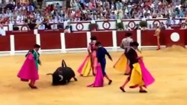 praca de touros de Gijon - touro não consegue manter-se de pé