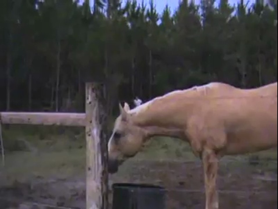 Cow chasing a guy