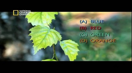 Zihin Oyunlari Renkler