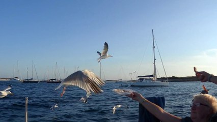20/07/2014 Les goélands des Glénan