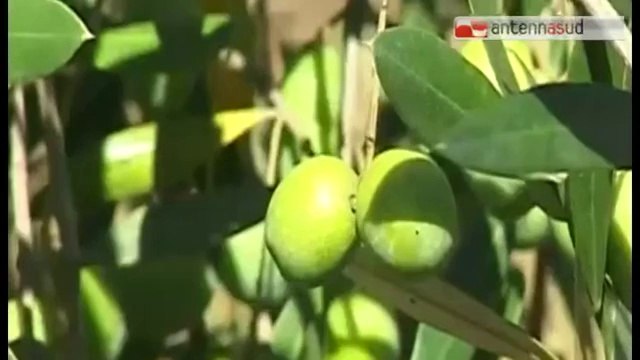 TGSRV19ago_xylella_incontro_coldiretti_abi.mp4 TG 19.08.14