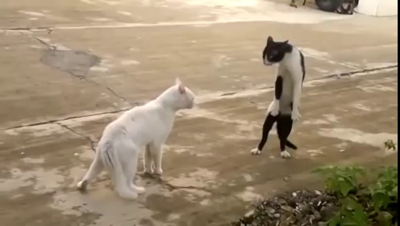 Bruce Lee nin Kayıp Kedisi