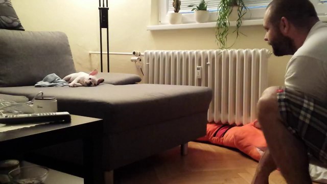 Un jeune Bulldog français très hésitant au moment de sauter dans les bras de son maître!