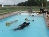 Petite Pool Party de chiens. A 4 pattes dans la piscine!
