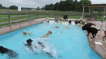 Pet Pool Party... Cute Dogs swimming!