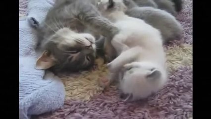 Funny Videos Fail Compilation, Funny Pranks and Funny Cats Videos New Funny Video 2