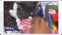 Funny Videos_ Funny dogs - Funny Cat - Funny Cats Compilation - Funny Animal Videos 2014