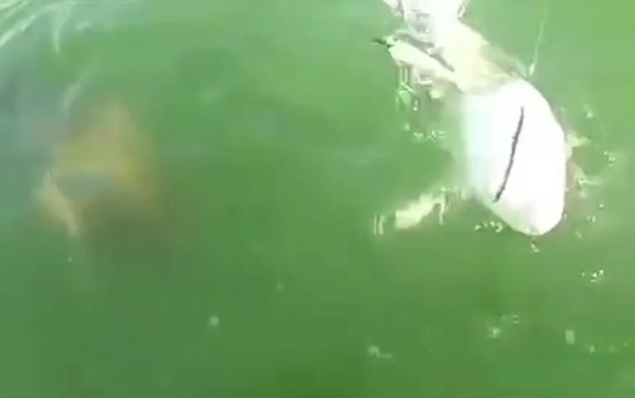 Un poisson géant dévore un requin