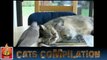 Cats Video Compilation - Funny Moments with Cats - Best Of Compilation