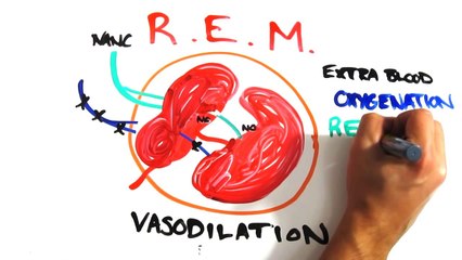 The Science of  Morning Wood