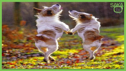 Dansta Boyut Atlayan Köpek