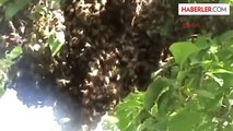 Arı Dolu Kovana Elini Soktu, Bal Sağdı
