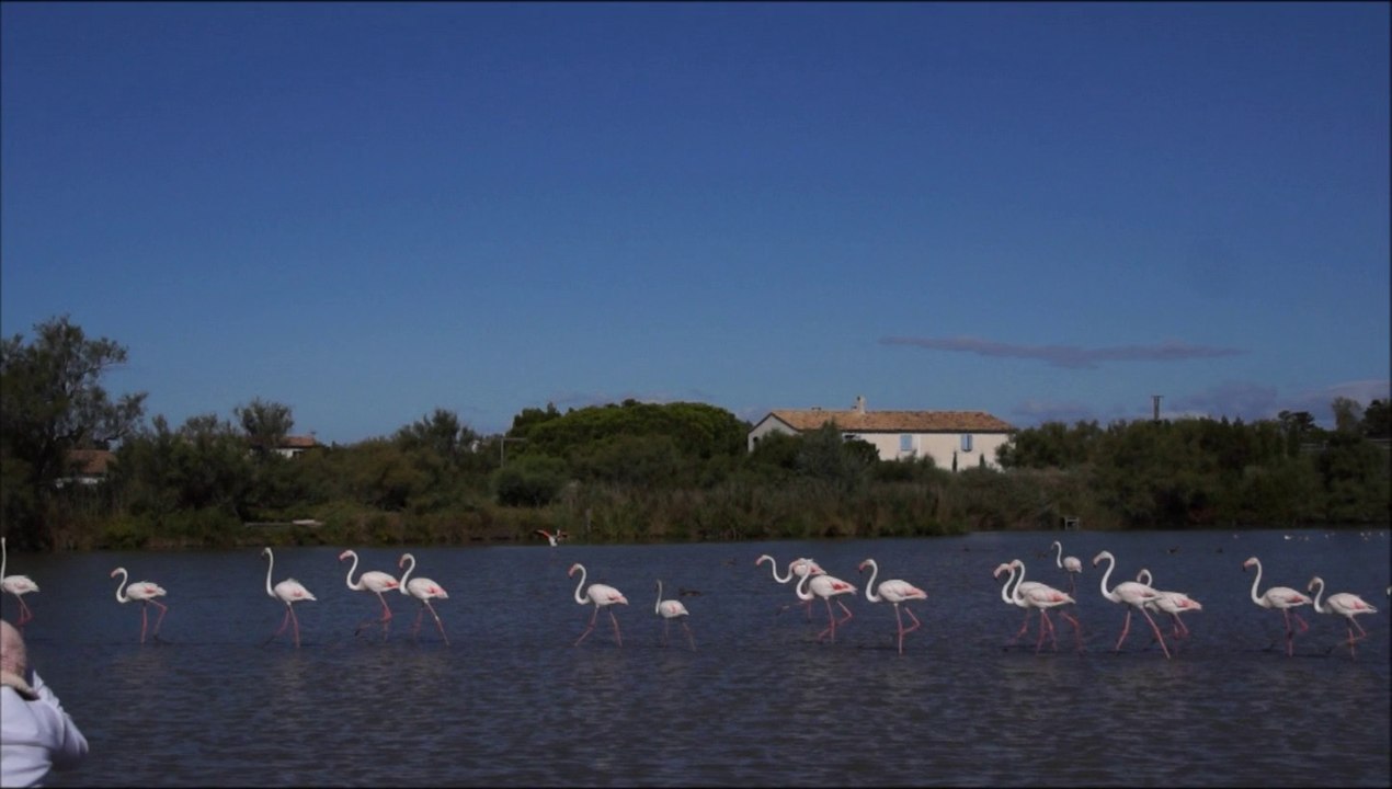 deambulationflamants