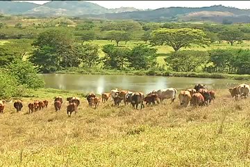 21 de agosto de 2014 AGEN y Ganadería del Castillo web