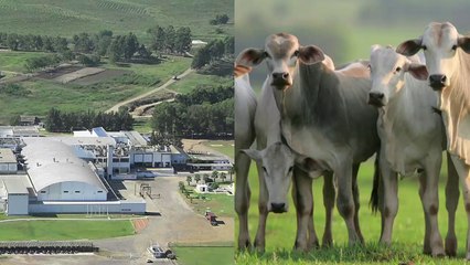 MMX preocupa mercado e tem queda assustadora no ano