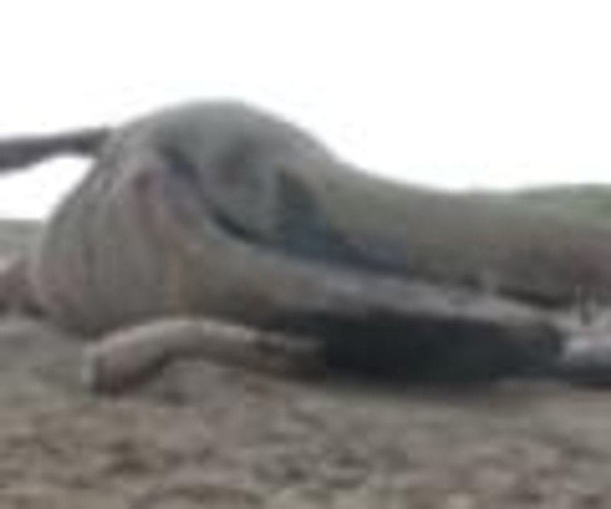 Ölü balina sahile çekildi