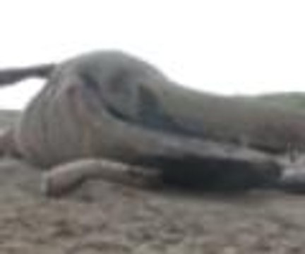 Ölü balina sahile çekildi