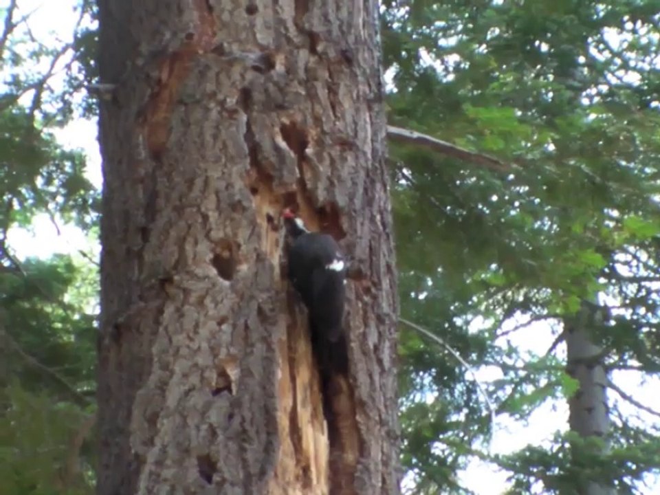 Acorn woodpecker