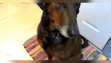 Funny Guilty Dogs Compilation 2014