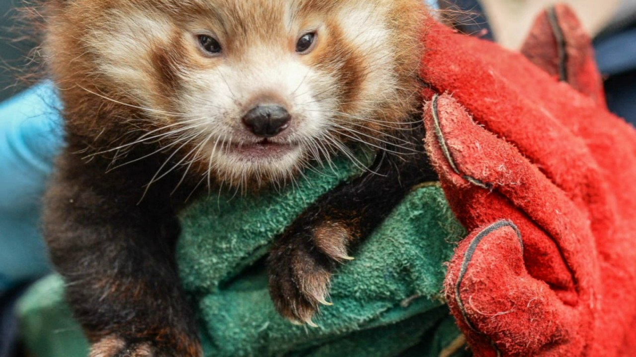 Red panda cubs born at Chester Zoo