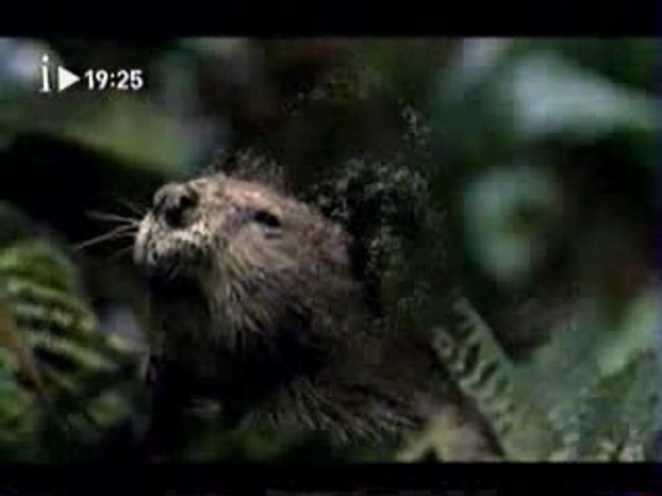 Pub - Xbox (Moustique)