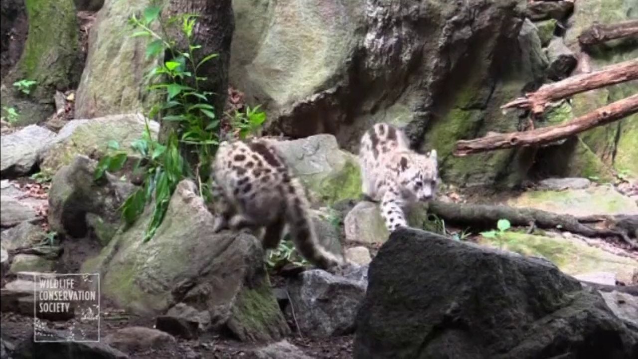 Two rare Snow Leopard cubs at New York's Bronx Zoo