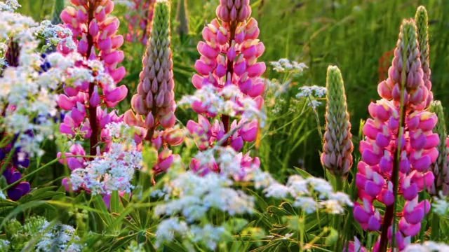 VOLKAN KONAK-AŞKIN BENİ DELEYLEDİ