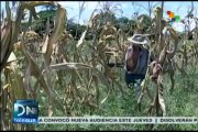 Se pierden toneladas de maíz y frijol en El Salvador por sequía