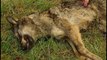 Ecologistas acusan al Principado Asturias de ocultar información sobre muertes de lobos