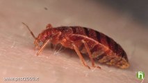 How to know if you have bedbugs