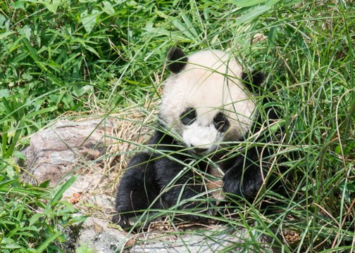 Bao Bao the panda's first year