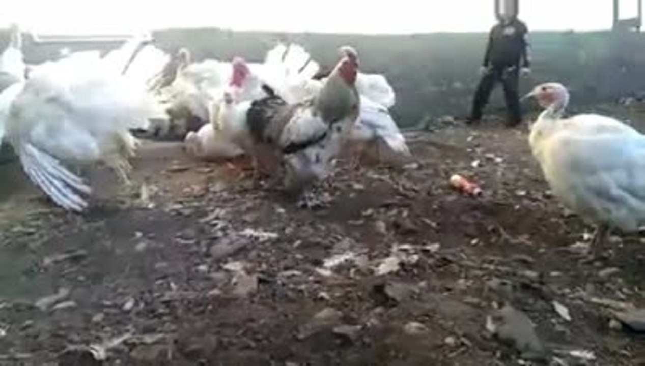 Galo macho