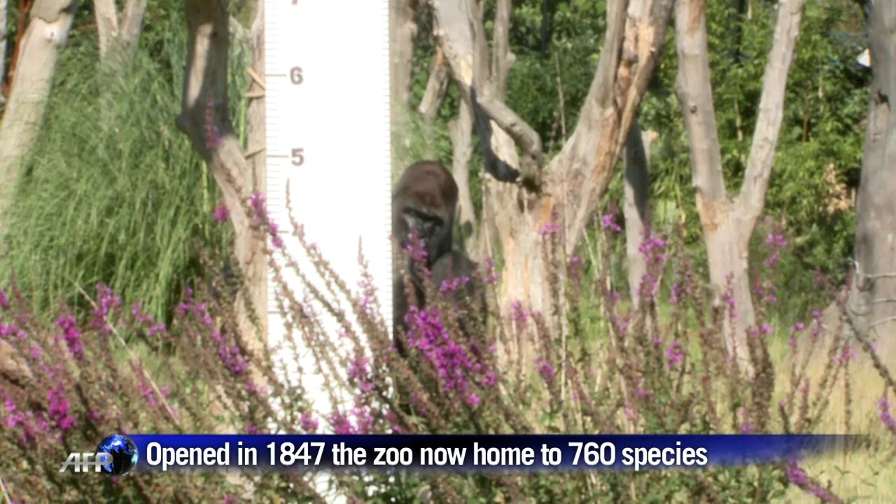 The London Zoo holds its annual animal weigh-in