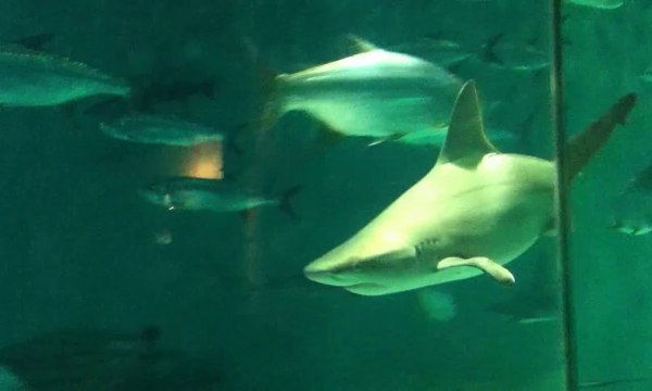 Whale Sharks and Stunning Fish in Aquarium