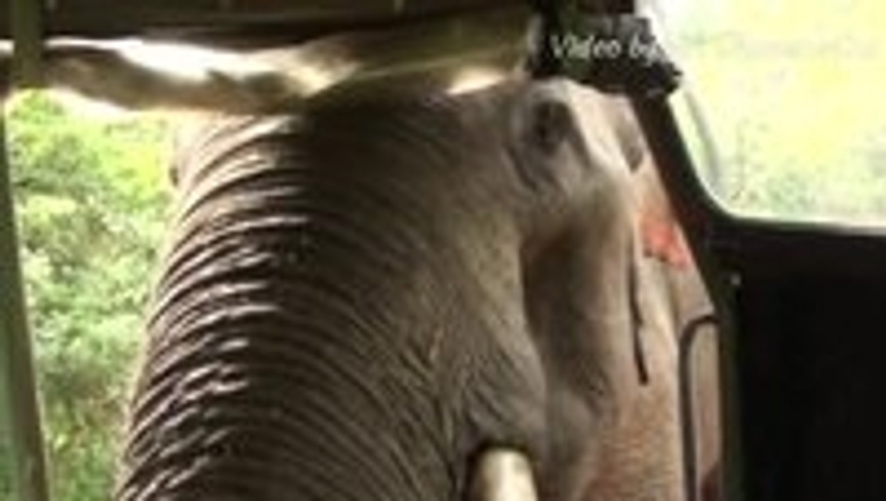 Elephant Attack at Yala National Park Sri Lanka