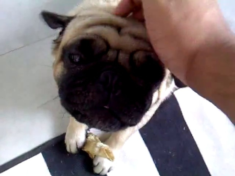 Heavy petting with Barfi the Pug