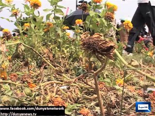 Dunya News-PTI, PAT Sit In destroys green belt of red zone