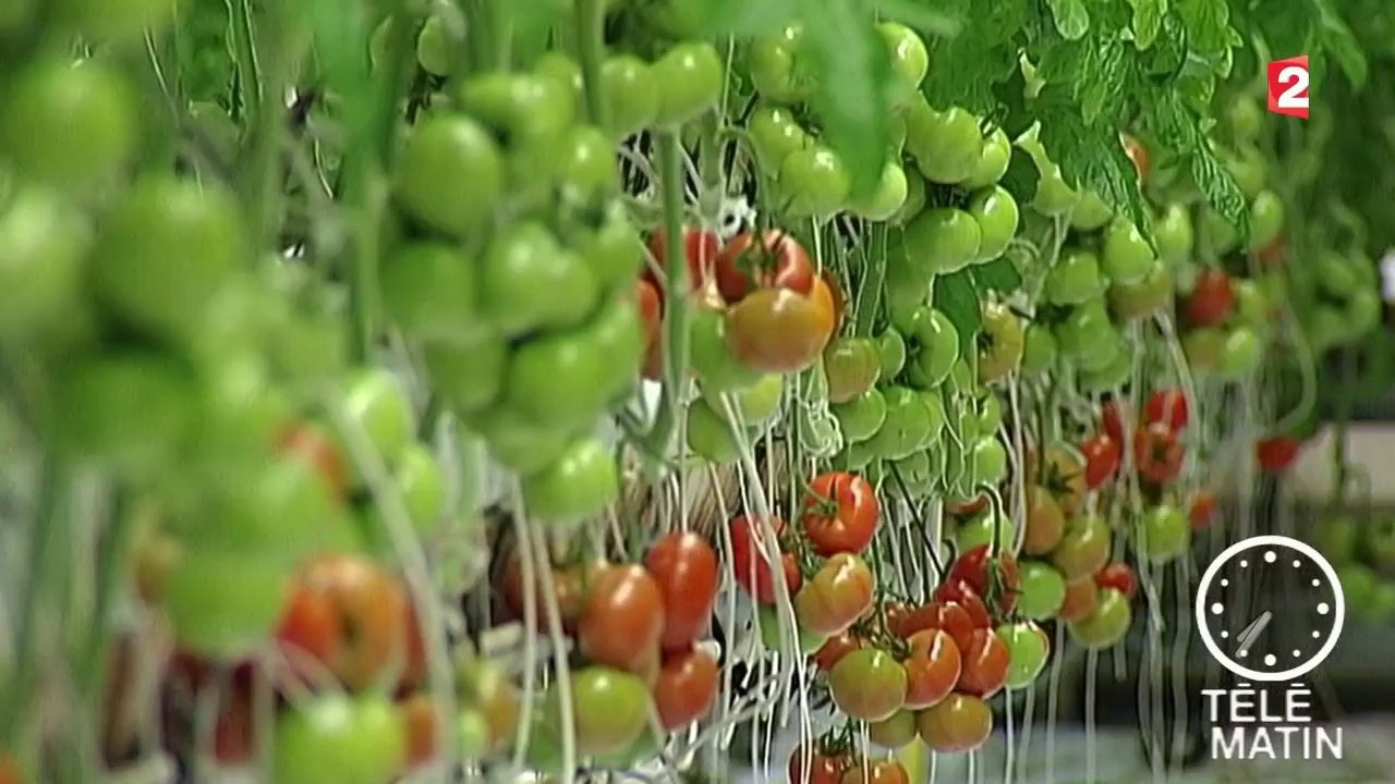 Le mauvais temps fait grimper la facture énergétique des maraîchers