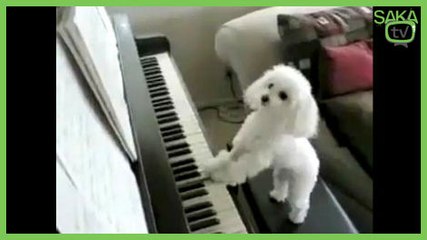 Piyano Çalabilen Köpek