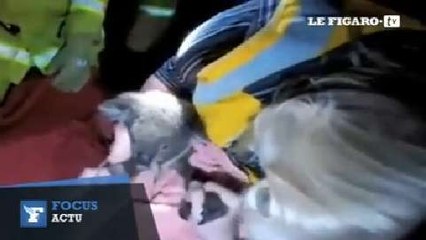 Australie : un koala sauvé grâce à du bouche à bouche