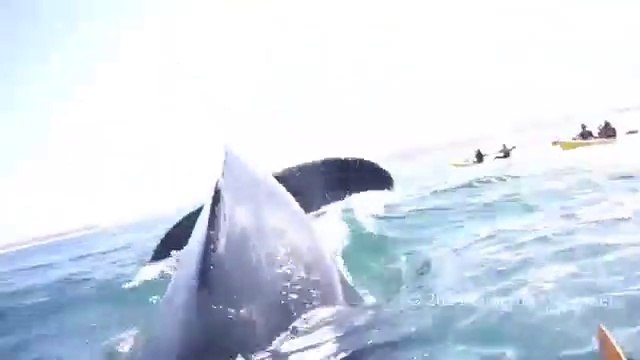 Giant Humpback Whale Almost Tail-Slaps Kayakers