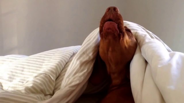 Les chiens non plus n'aiment pas le son du réveil!