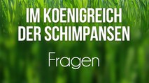 Im Königreich der Schimpansen - Fragen (2008) [Dokumentation] | Film (deutsch)