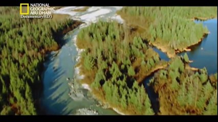 #وثائقي _ خلق ليفترس _ الذئب HD