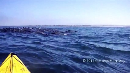 Rencontre de (très) près avec une baleine en Californie