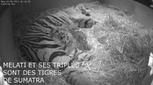 Naissances de deux tigres