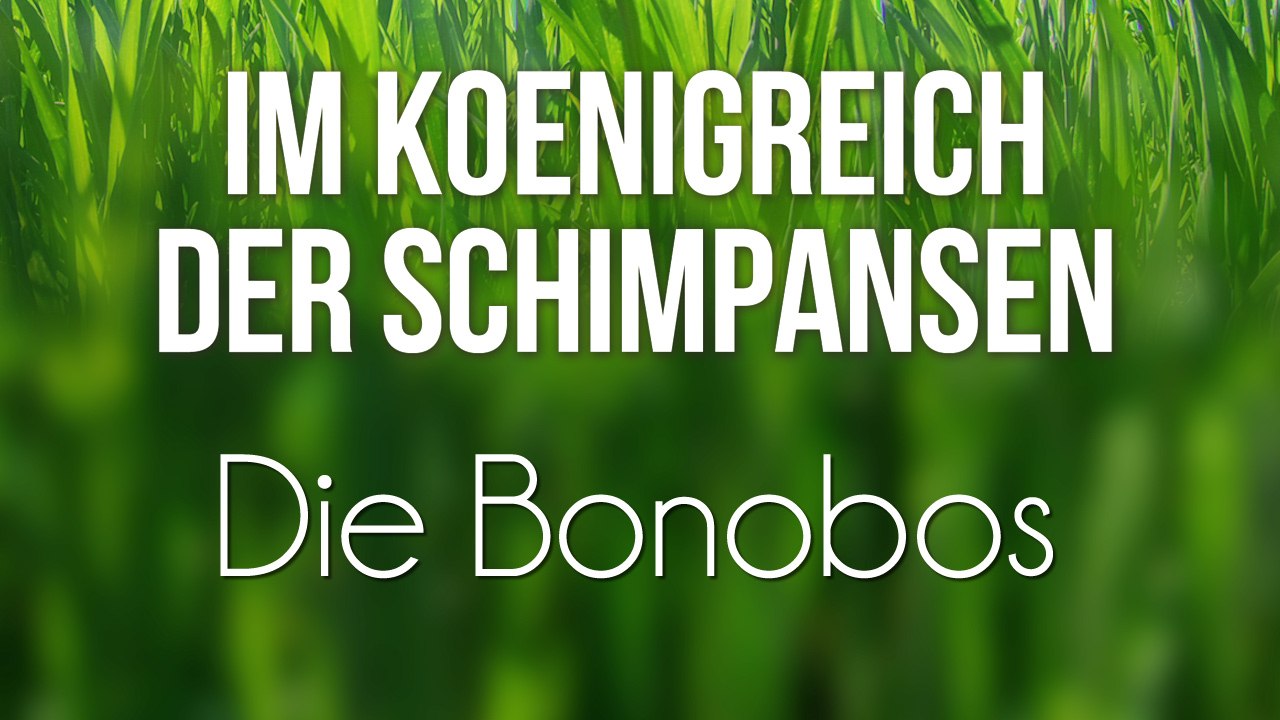 Im Königreich der Schimpansen - Die Bonobos (2008) [Dokumentation] | Film (deutsch)