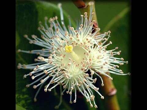 Virginia Rosa - A Flor